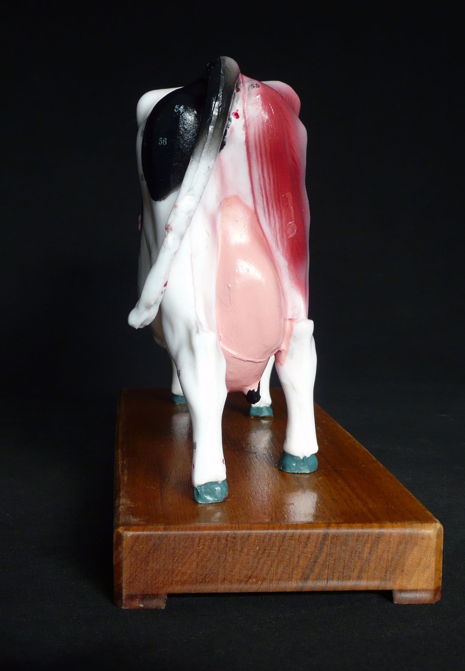 Anatomical Veterinarian’s Cattle Cow Bovine Acupuncture Model | Animal