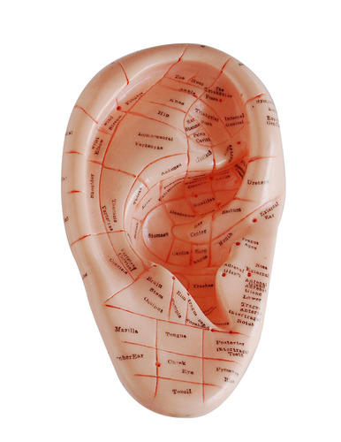 Anatomical Human Acupuncture Ear Model