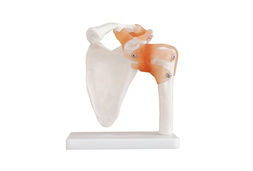 Life-Size Anatomical Human Shoulder Joint Model