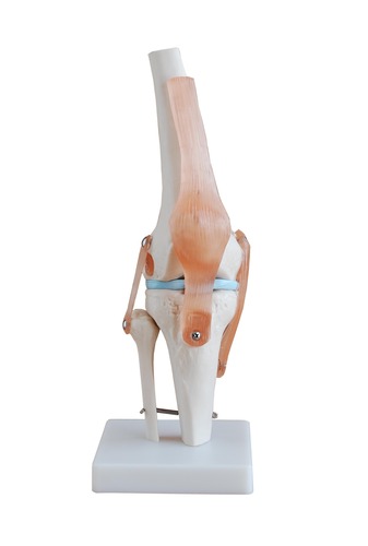 Life-Size Anatomical Human Knee Joint Model