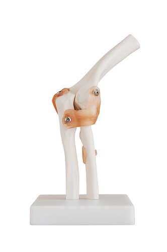 Life-Size Anatomical Human Elbow Joint Model