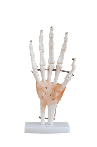 Life-Size Anatomical Human Hand/Wrist Joint with Ligaments Model