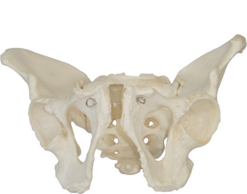 Life-Size Anatomical Human Adult Male Pelvis Model