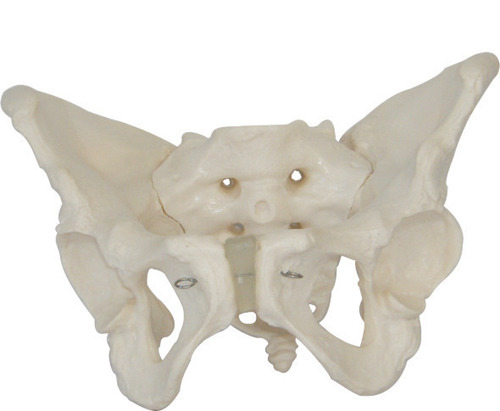 Life-Size Anatomical Human Adult Female Pelvis Model