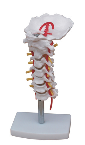 Anatomical Human Occipital Bone &amp; Cervical Vertebrae Model