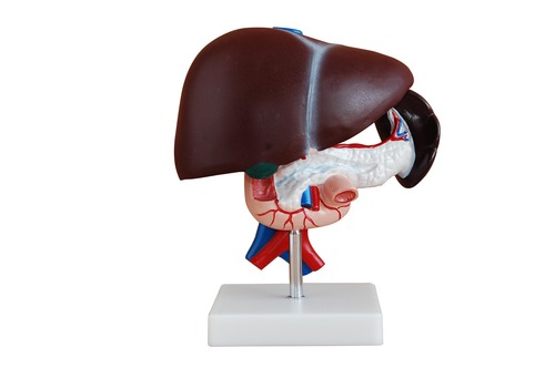 Anatomical Human Liver, Pancreas and Duodenum Model