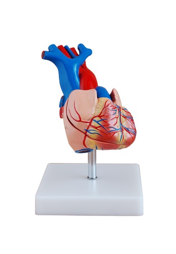 Life-Size Anatomical Human Heart Model