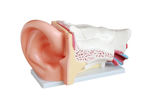Anatomical Human Giant Ear Model