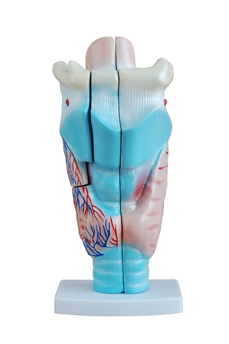 Anatomical Human Enlarged Larynx Model