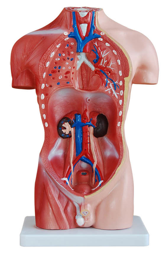 42cm Tall Human Anatomical Male Torso Model Torso Models Store Medical Models