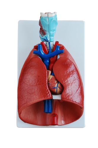 Anatomical Human Larynx, Heart and Lung Model