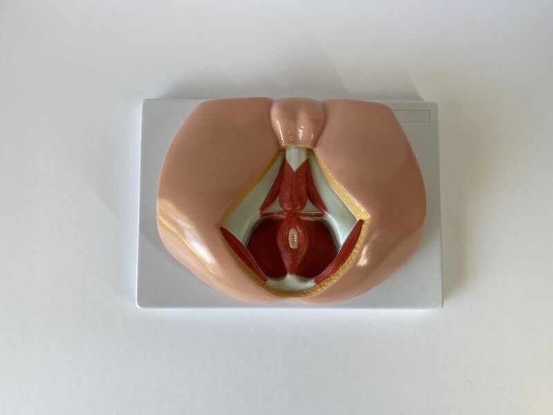 Human Male Perineal Anatomical Model