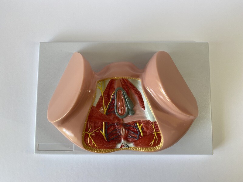 Female Perineal Anatomical Model - Genecology Anatomy