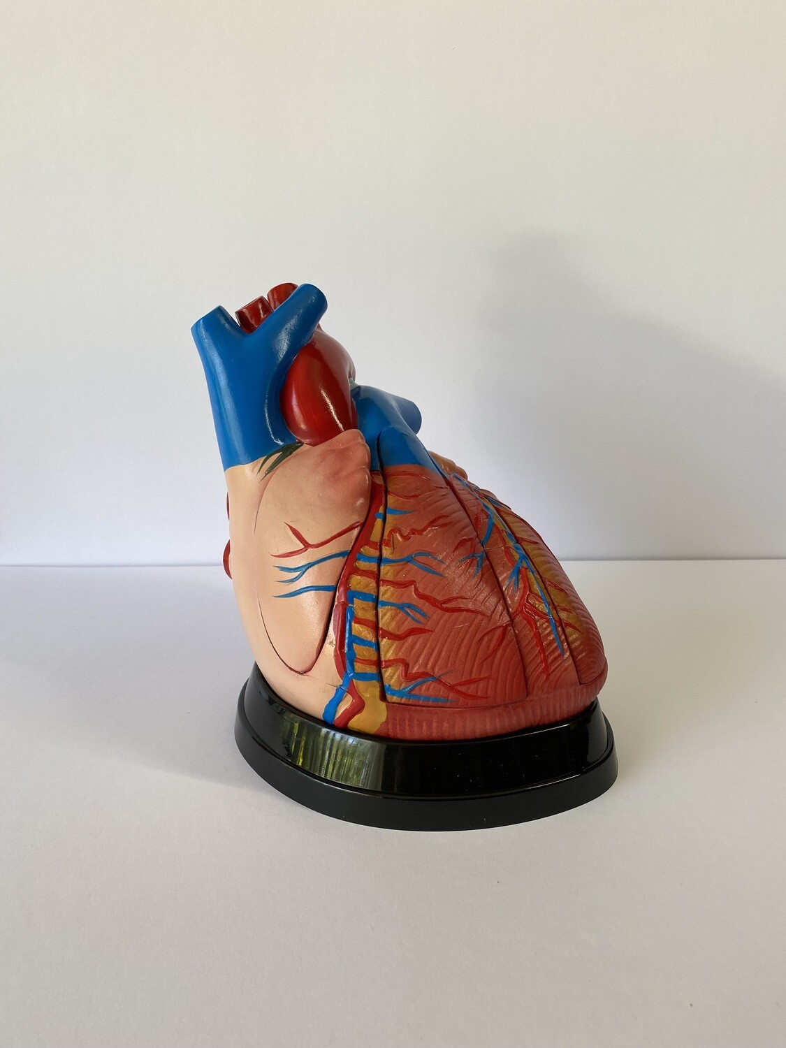 Advanced Enlarged Anatomical Human Heart Model