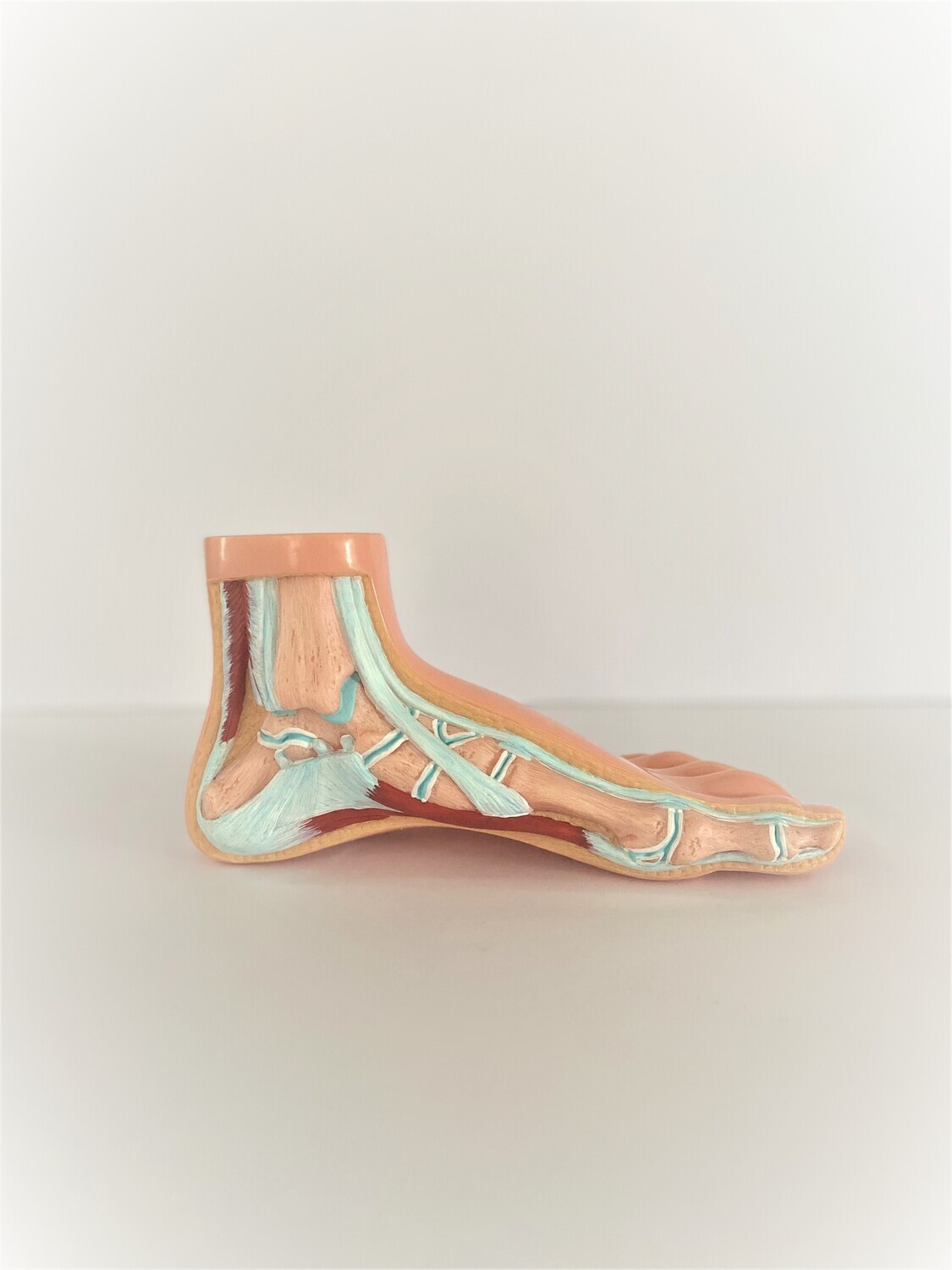 Anatomical Human Normal Healthy Foot Model