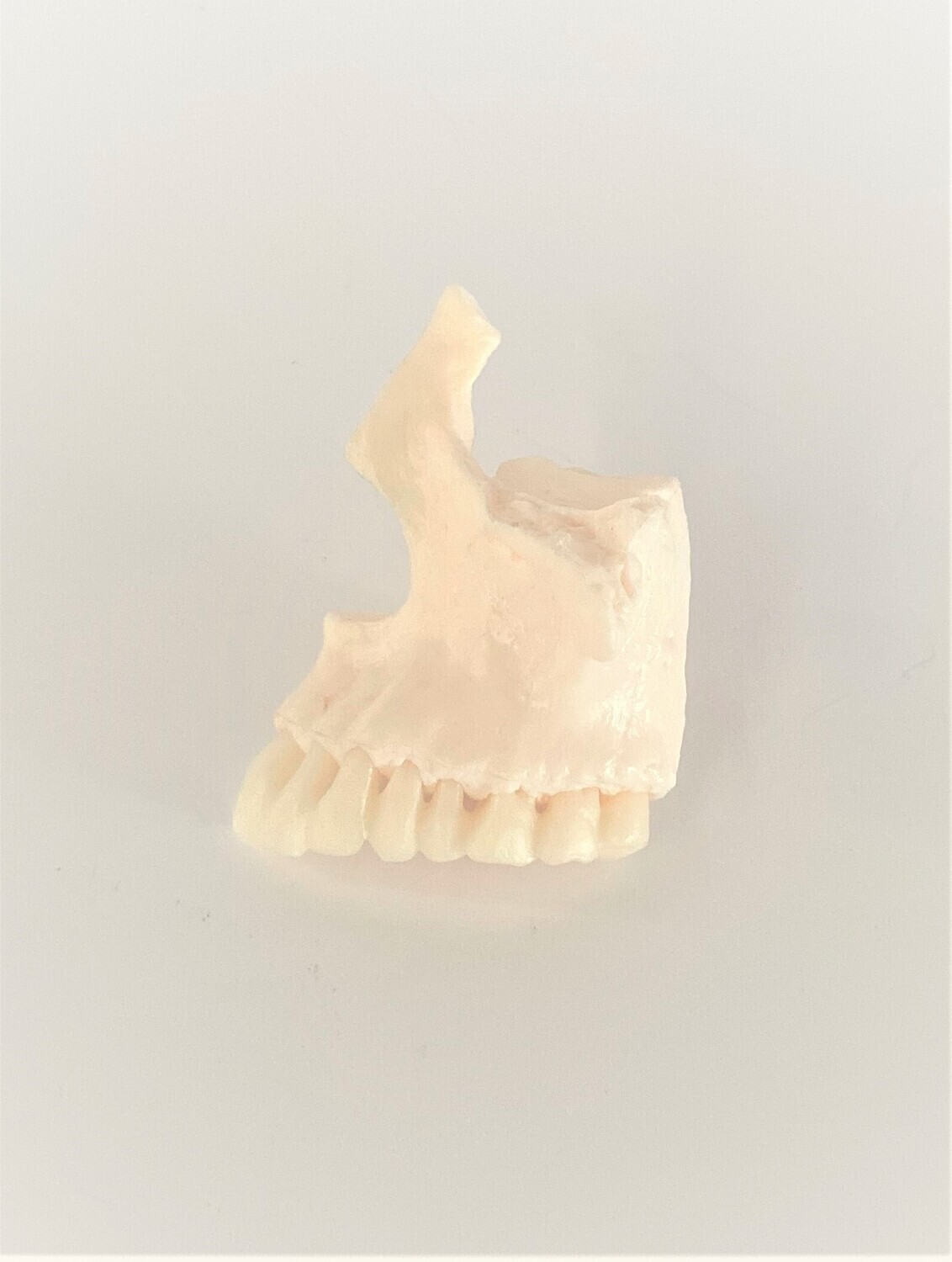 Maxilla Bone with Teeth Model