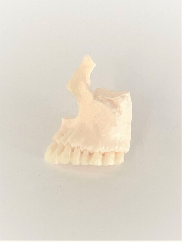 Maxilla Bone with Teeth Model