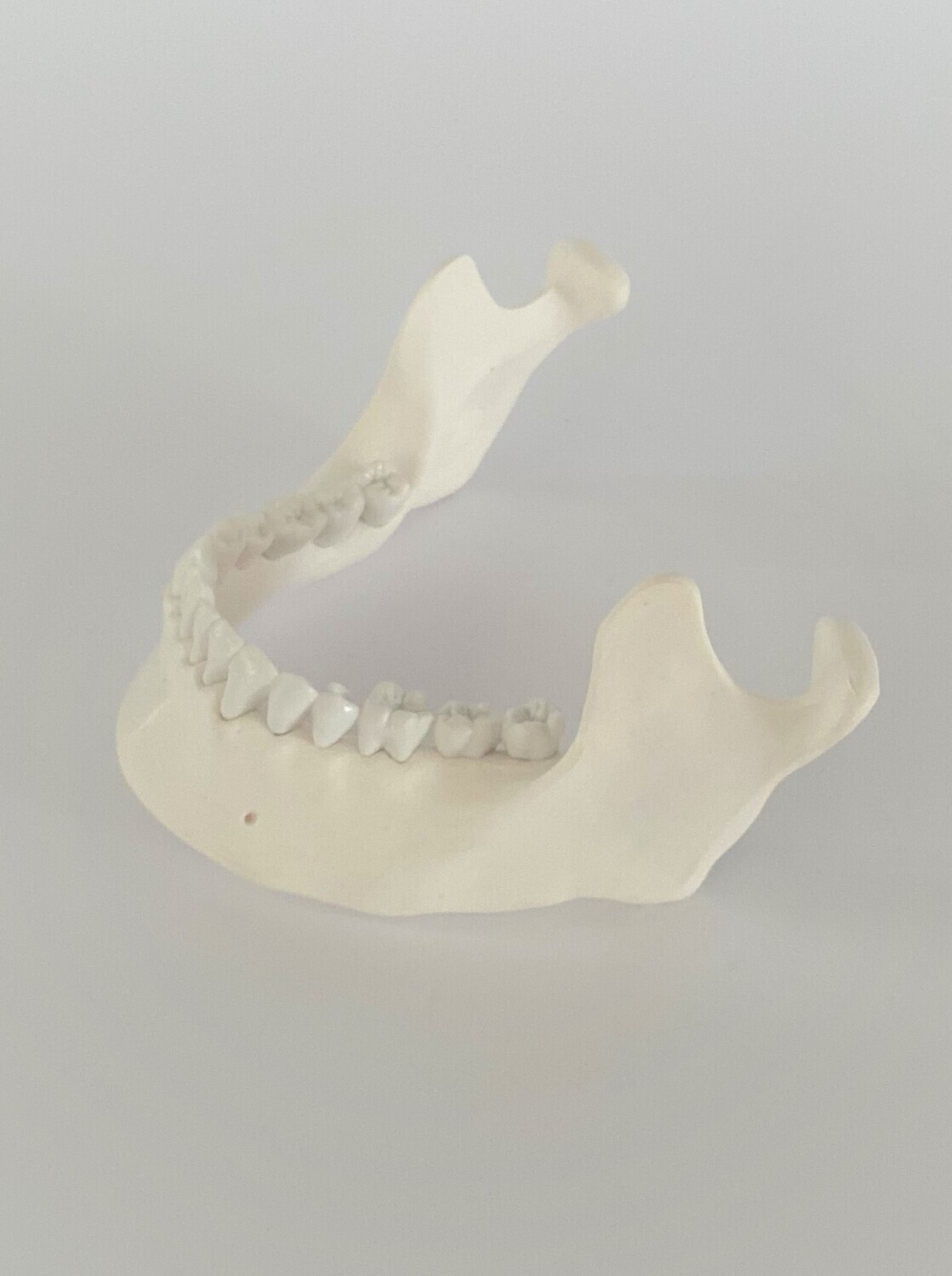 Human Mandible & Lower Jaw with Teeth Model