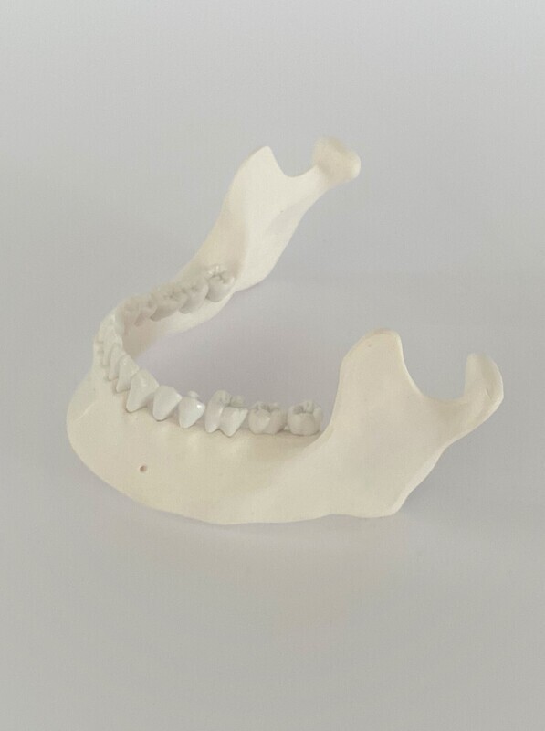 Human Mandible &amp; Lower Jaw with Teeth Model