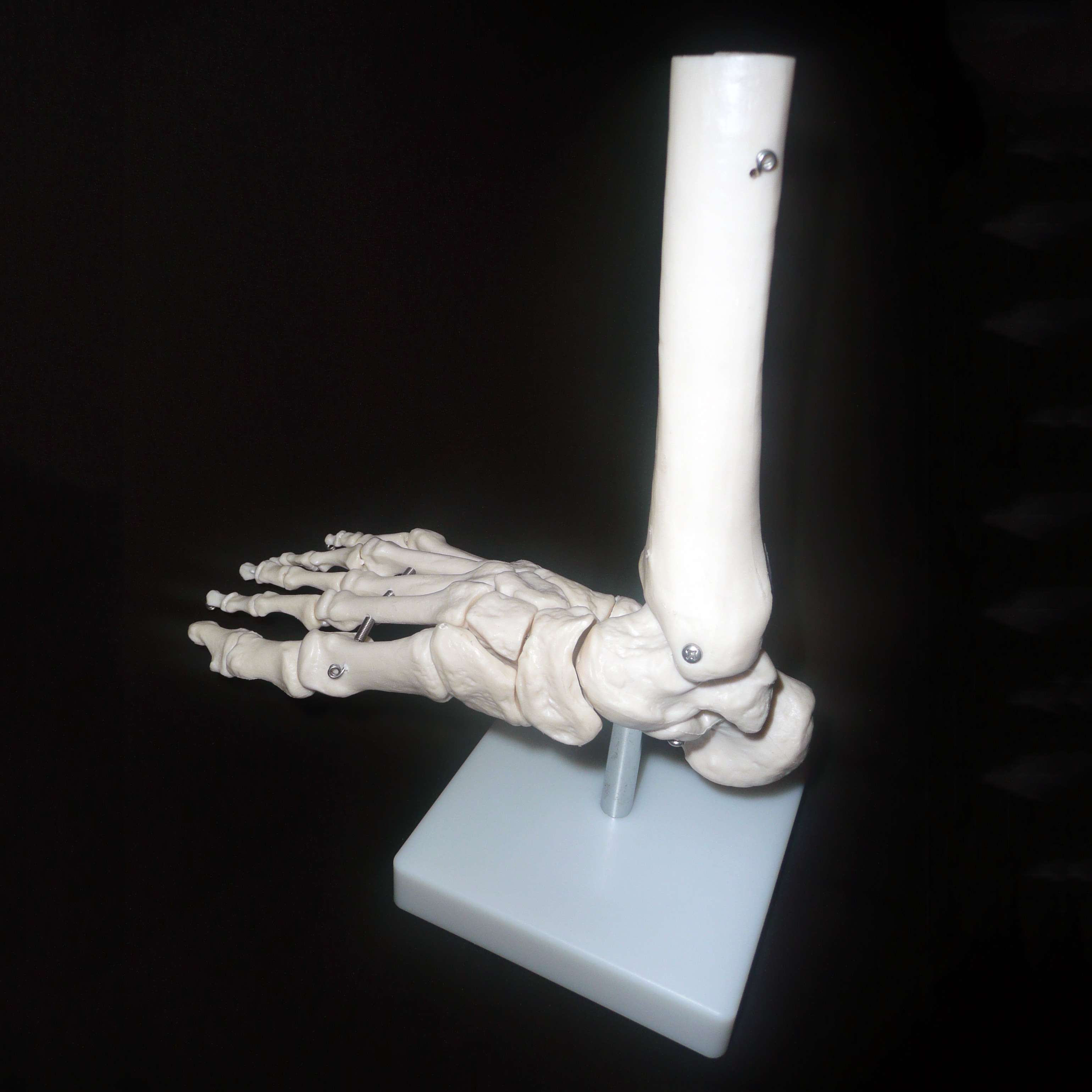 Life-Size Anatomical Human Foot/Ankle Joint Model | Joints – Products ...