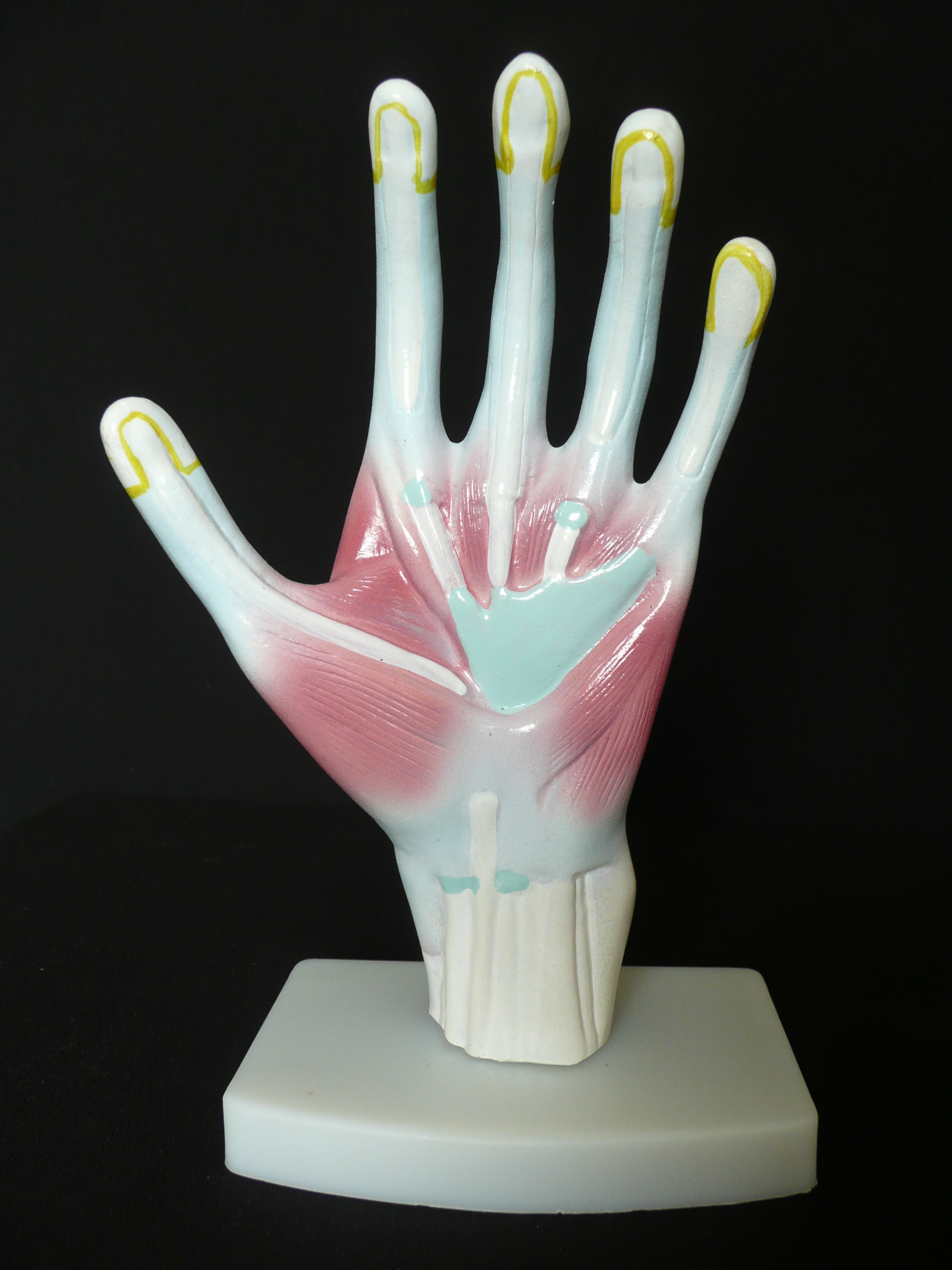 Anatomical Human Hand/Palm Structure Model | Joints – Products