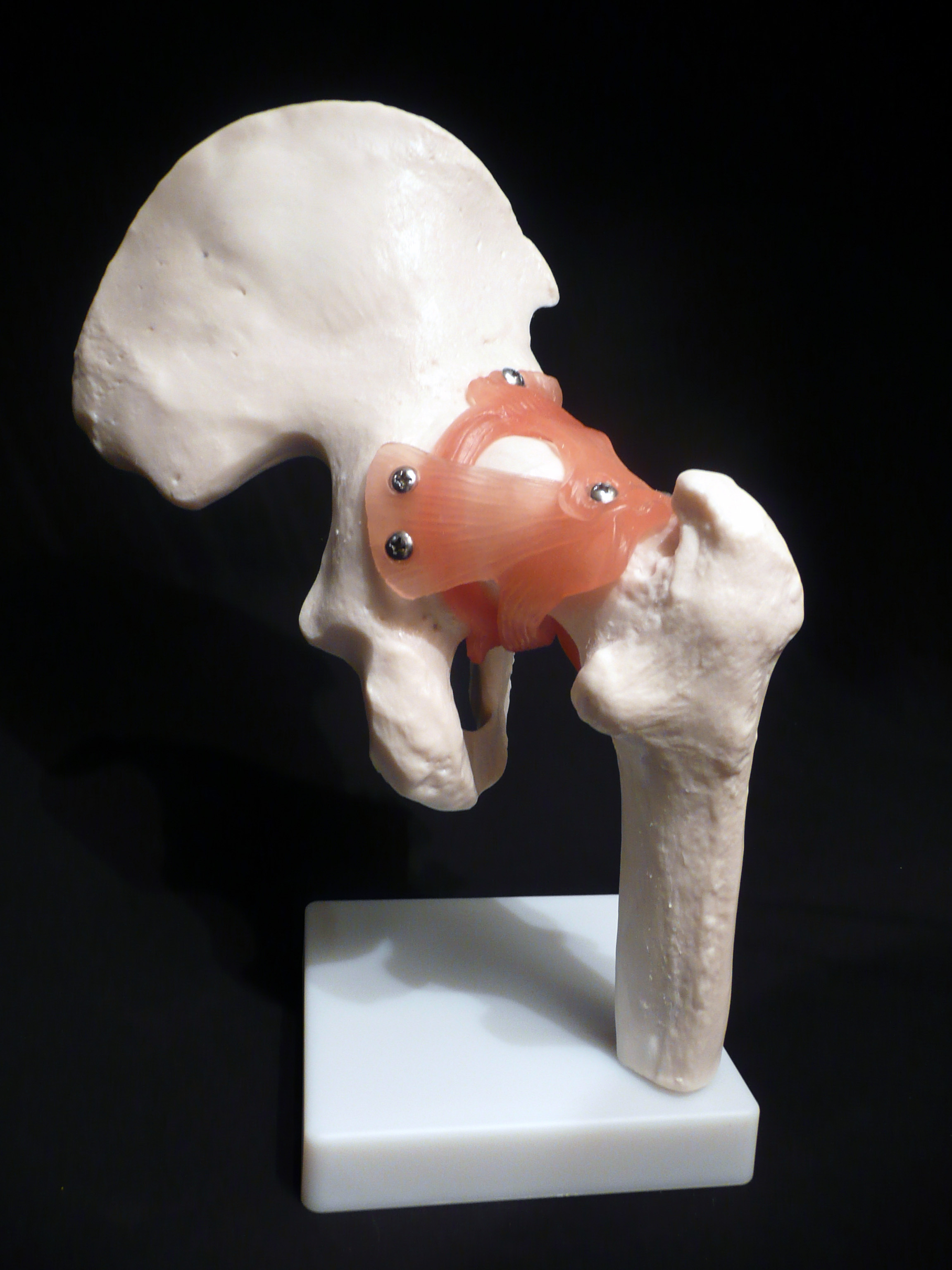 Life Size Anatomical Human Hip Joint Model Joints Products