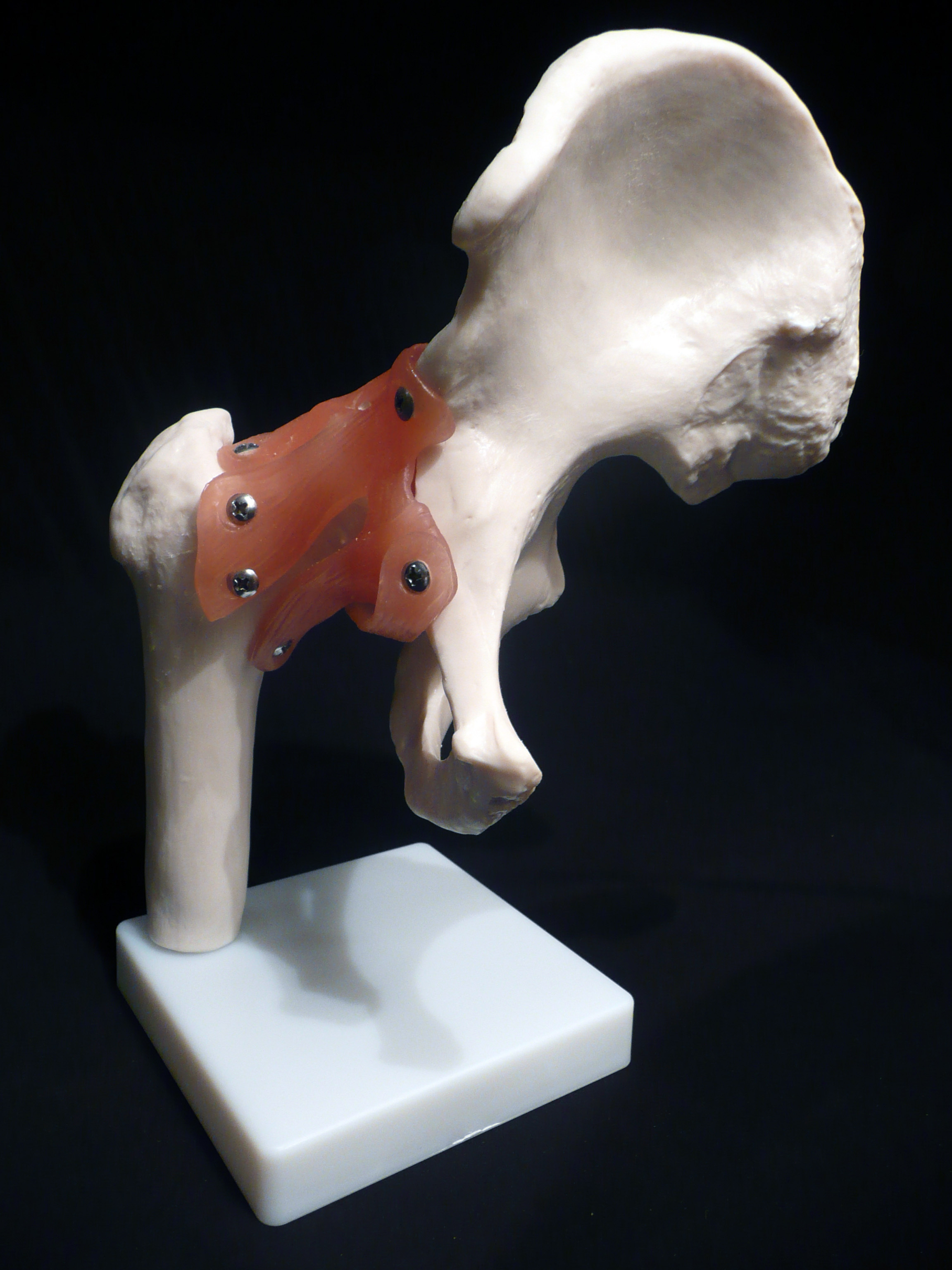 Life Size Anatomical Human Hip Joint Model Joints Products