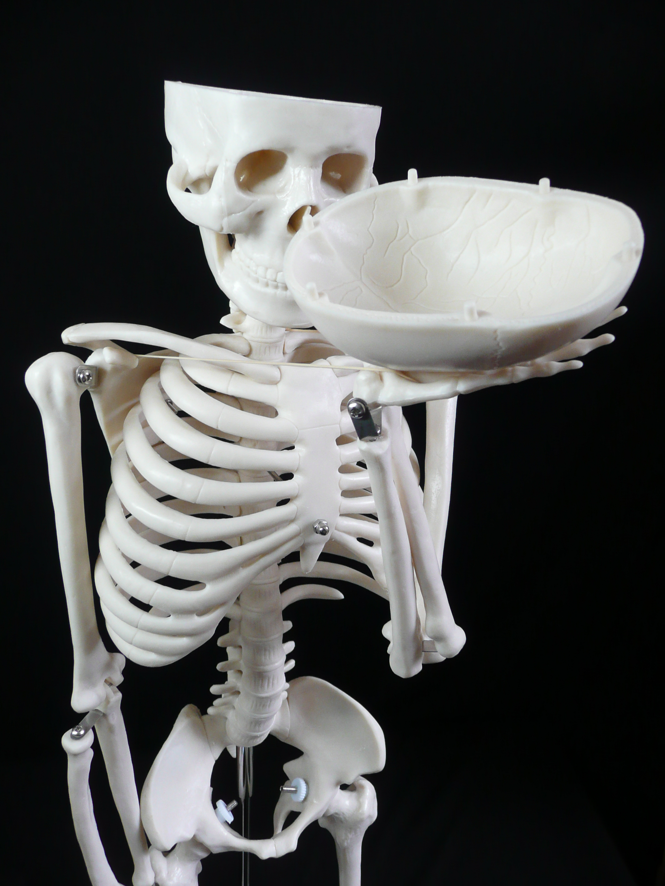 85cm Tall Human Anatomical Skeleton Model | Skeleton Models – Store