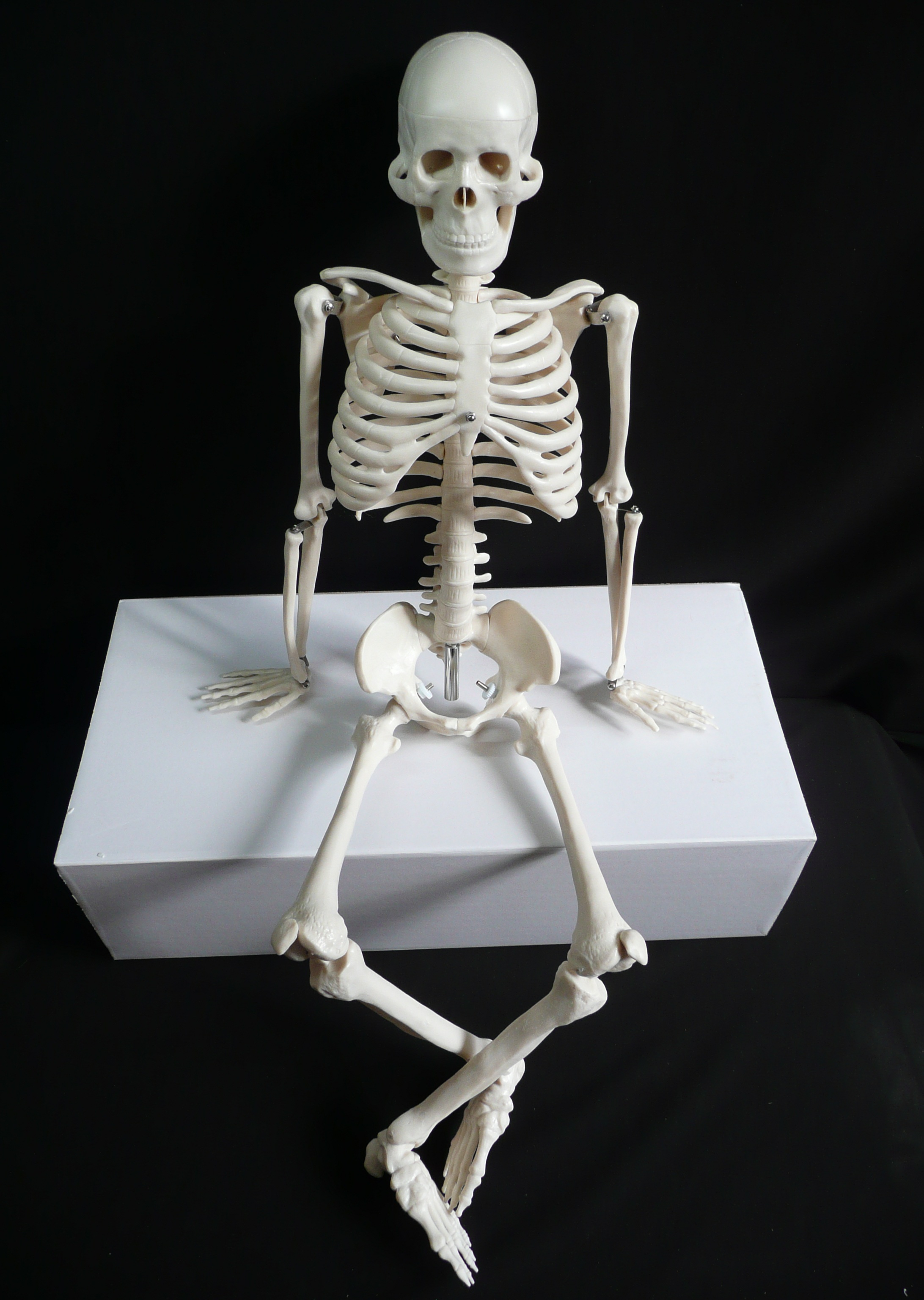 85cm Tall Human Anatomical Skeleton Model | Skeleton Models – Store