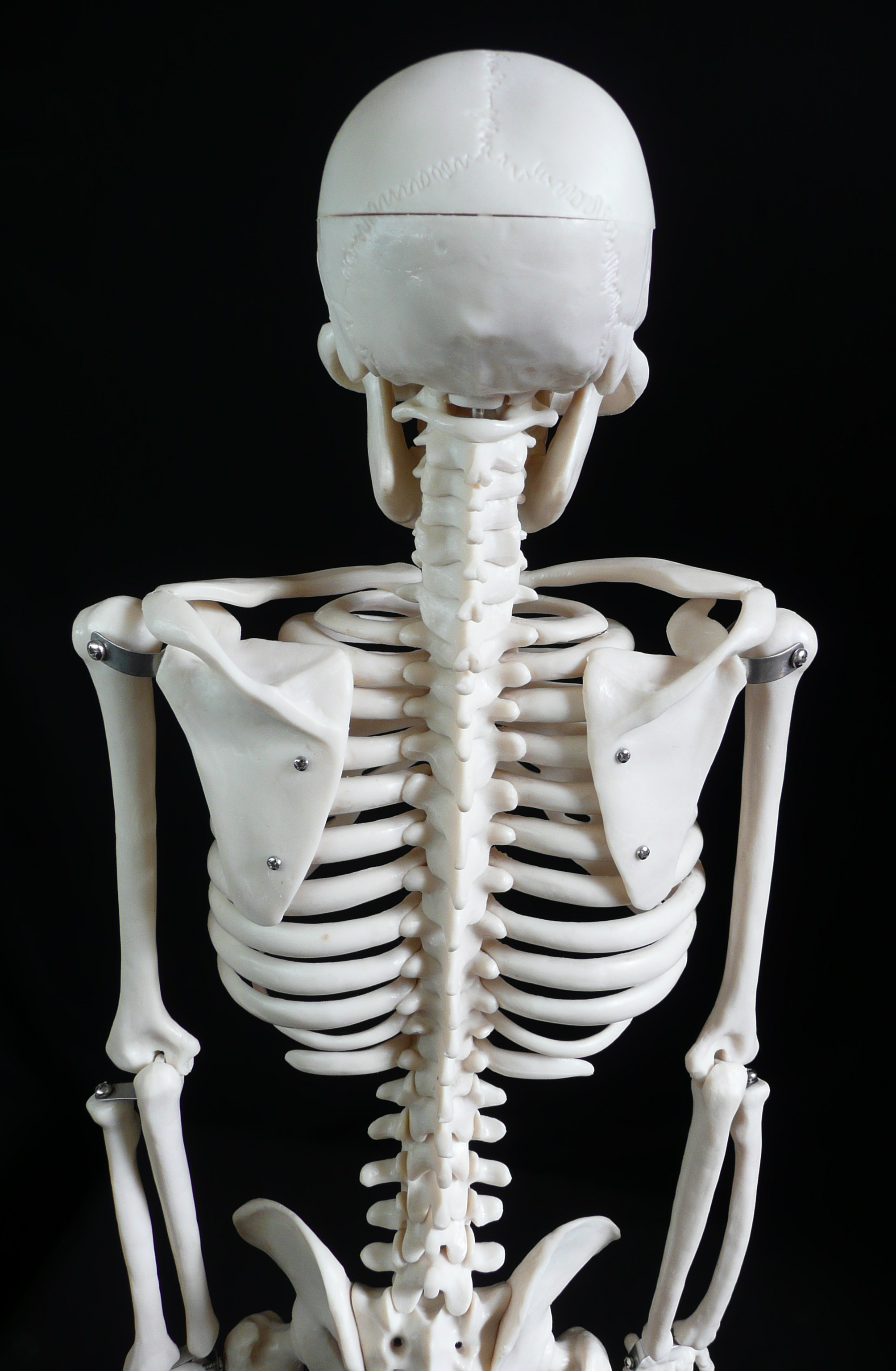 85cm Tall Human Anatomical Skeleton Model Skeleton Models Store