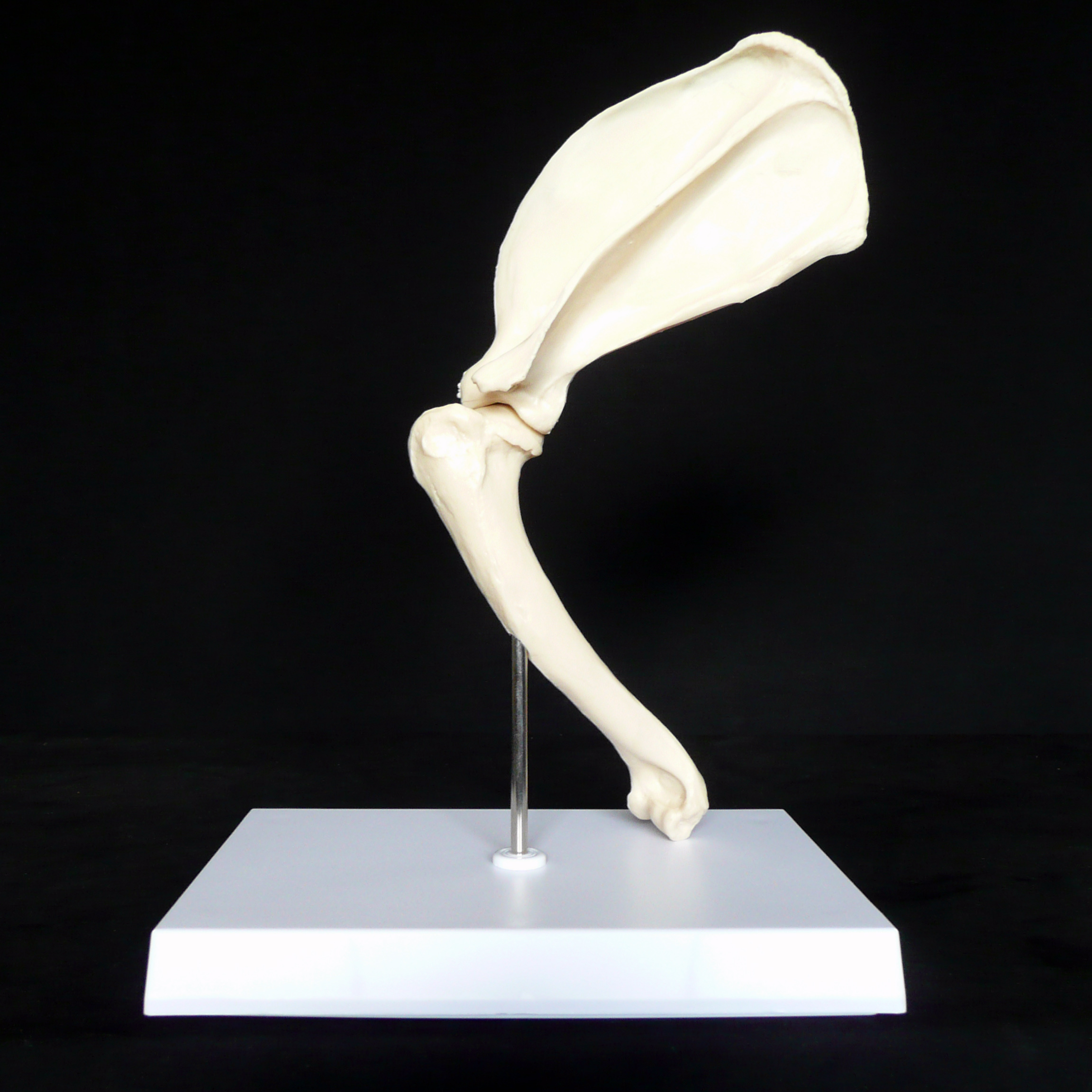 Anatomical Canine/Dog Shoulder Joint Model Animal Models Products