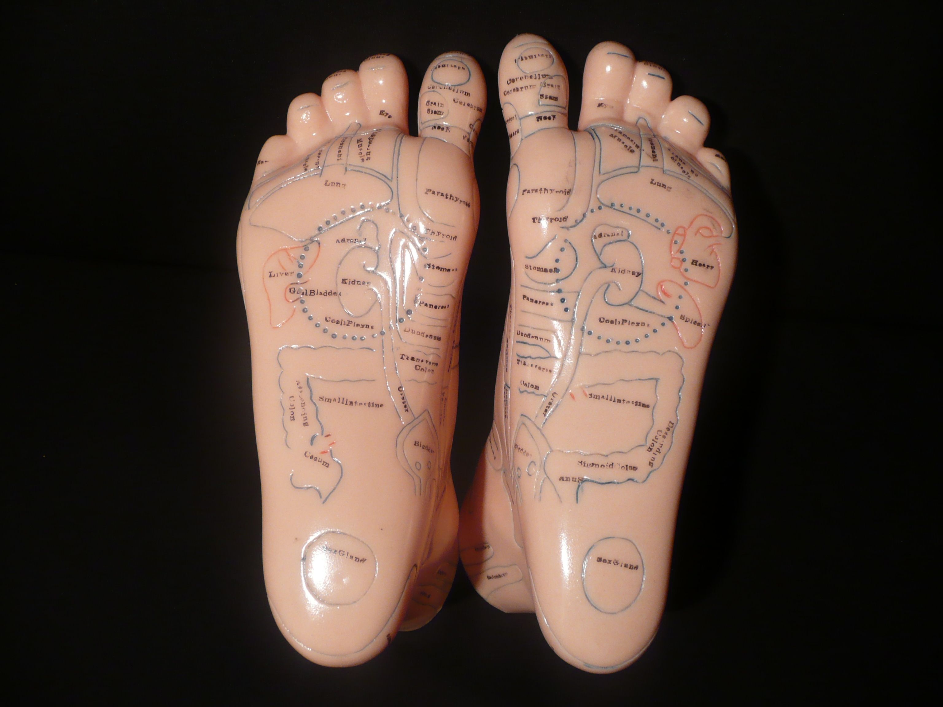 Anatomical Human Massage and Acupuncture Foot Model Acupuncture