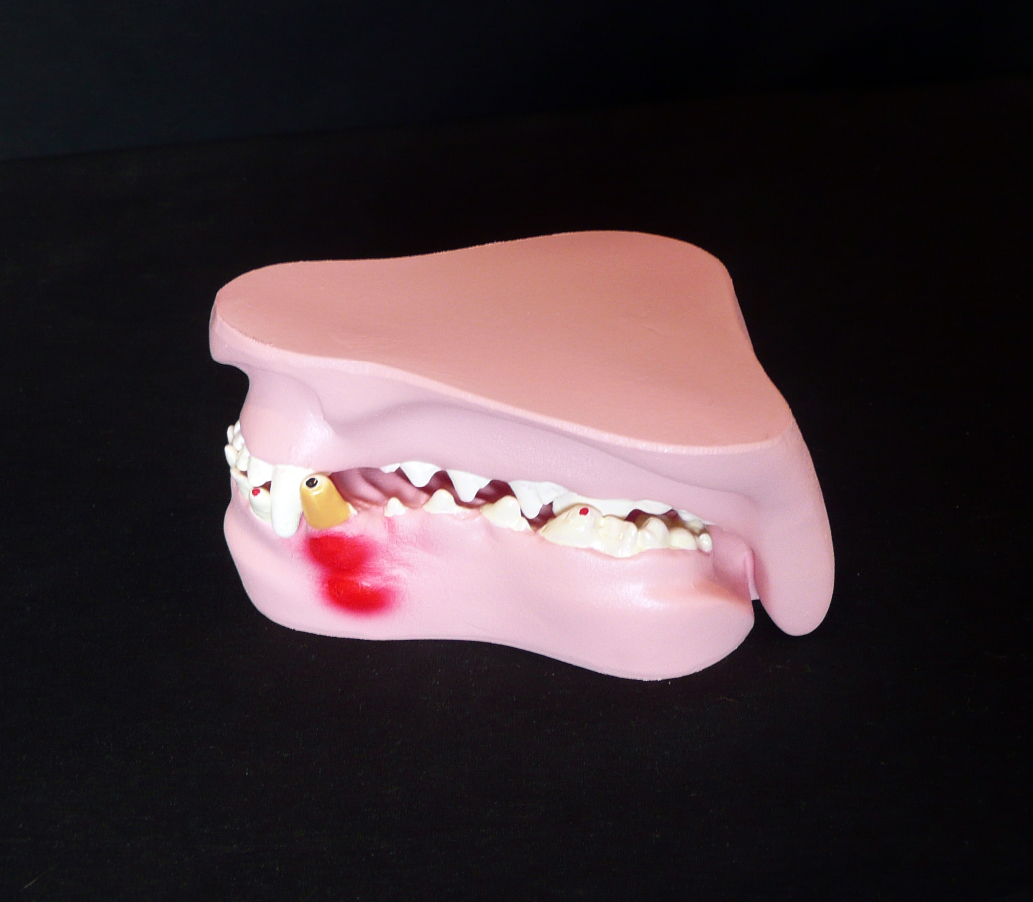 Anatomical Canine/Dog Pathological Jaw Model | Animal Models – Store