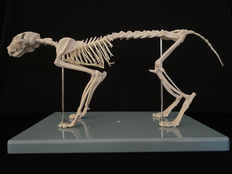 Anatomical Cat/Feline Skeleton Model