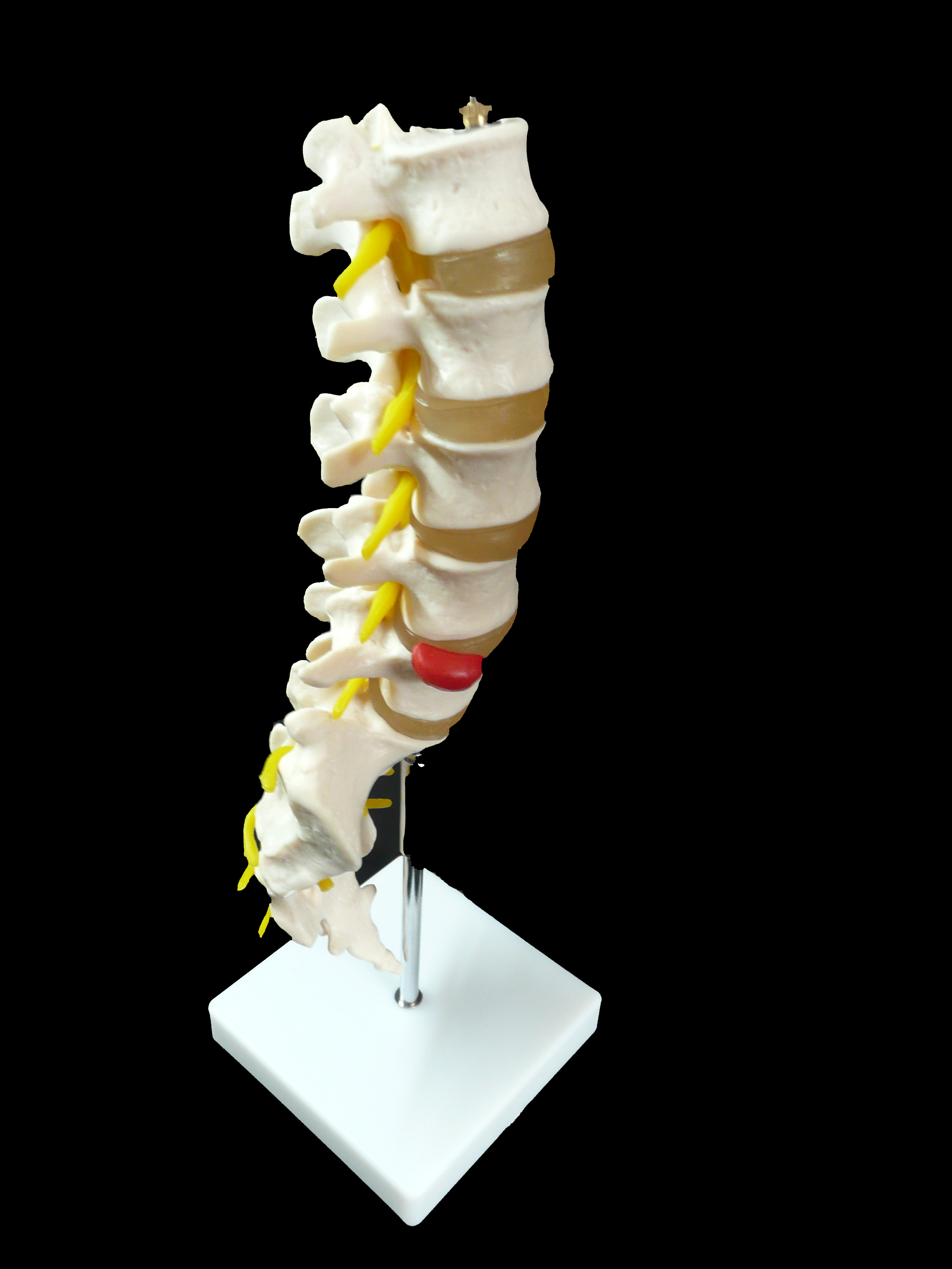 Anatomical Human LifeSize Lumbar Vertebrae with Sacrum & Coccyx and