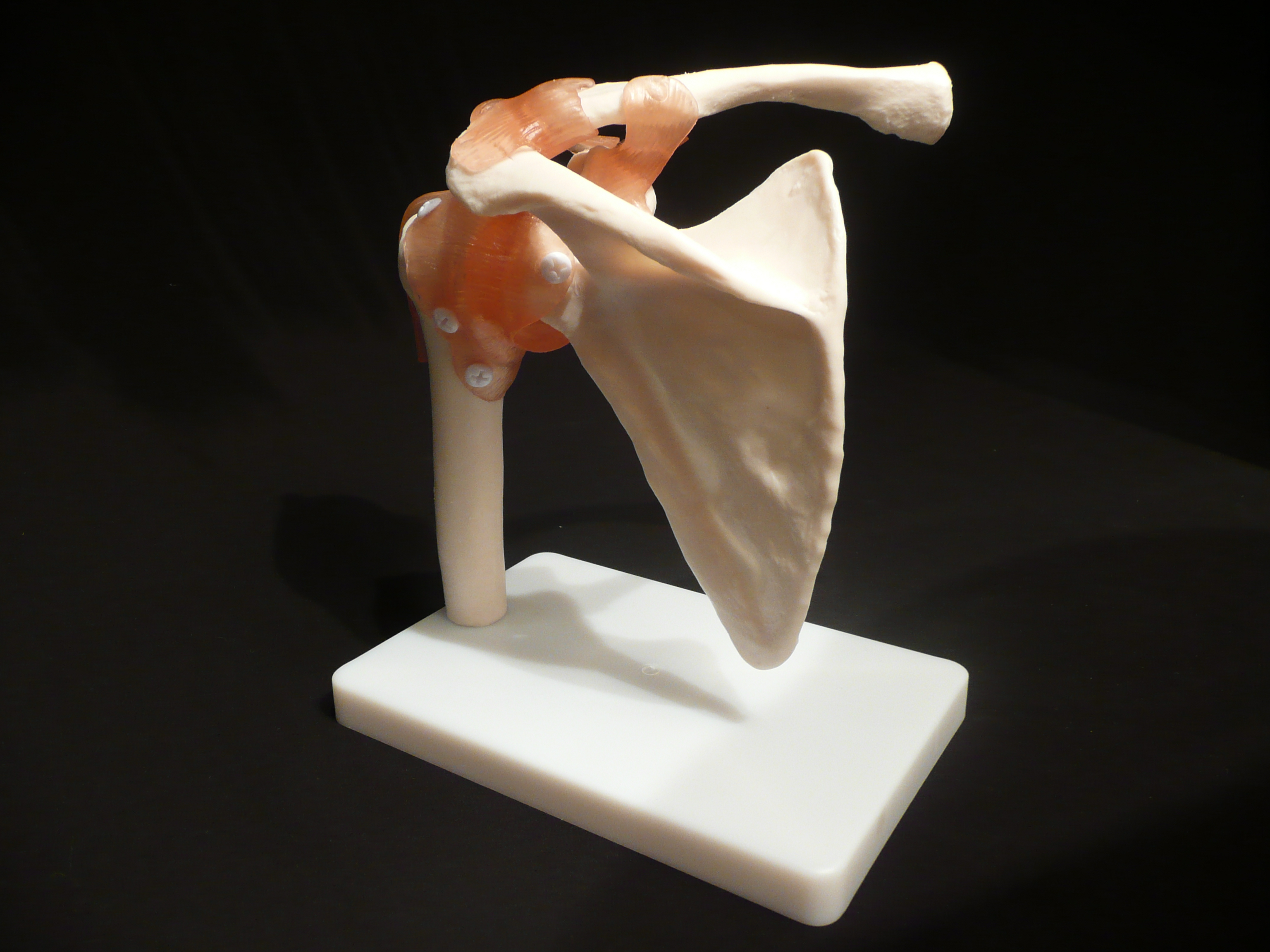 LifeSize Anatomical Human Shoulder Joint Model Joints Products