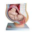 Female Anatomy