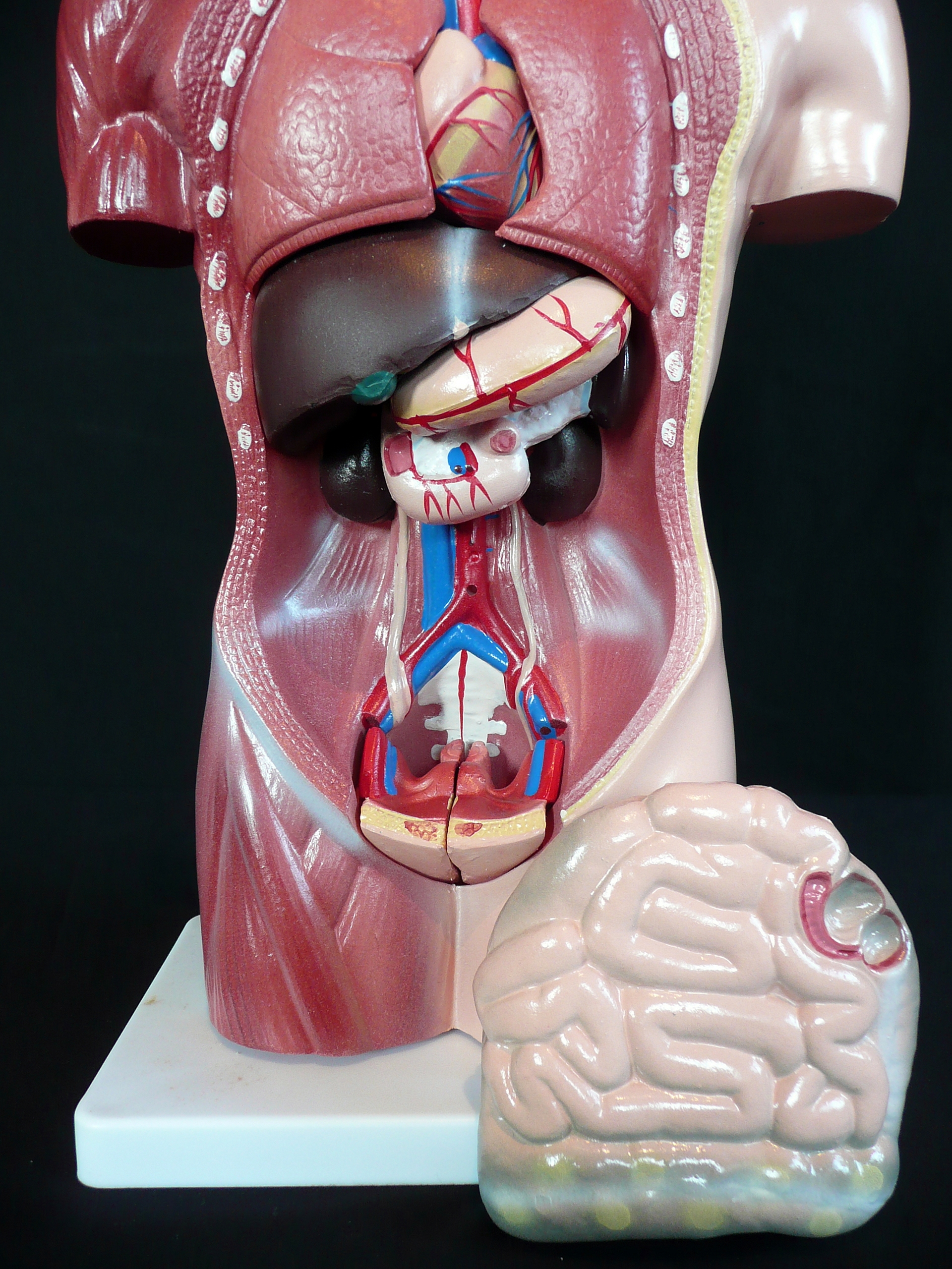 42cm Tall Human Anatomical Female Torso Model | Torso Models - Store - Medical Models