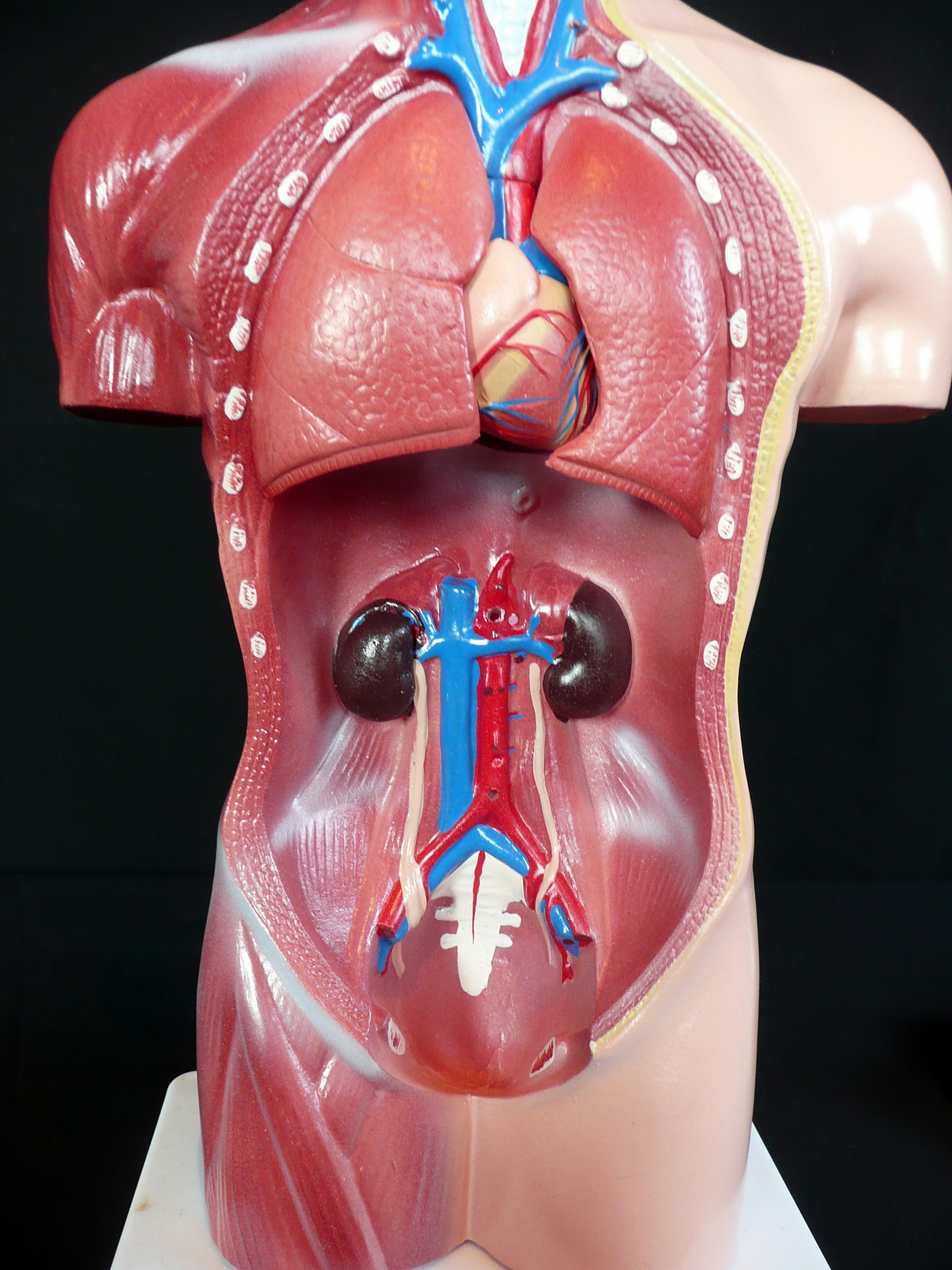 42cm Tall Human Anatomical Female Torso Model | Torso ...