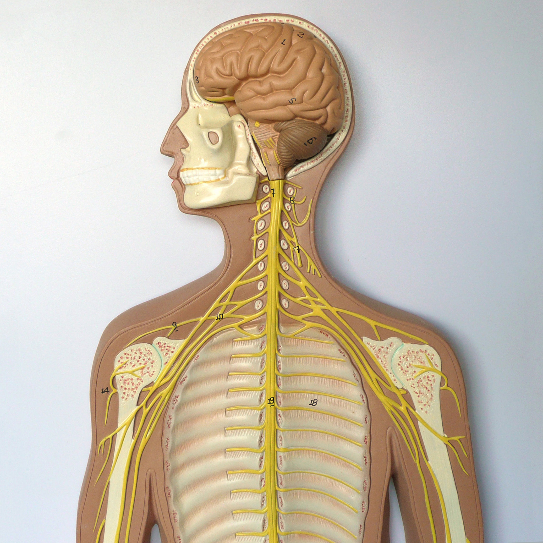 Anatomical Nervous System Chart