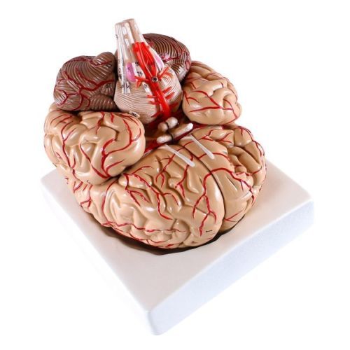Anatomical Human Life Size Brain with Arteries Model