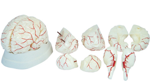 Anatomical Human Brain with Arterial Supply Model