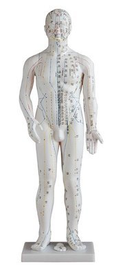 Anatomical Human 70cm Tall Acupuncture Model