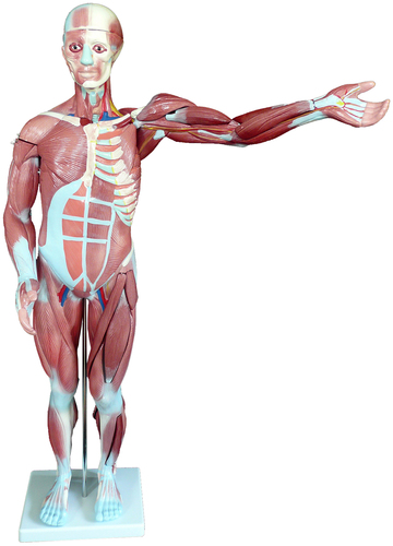 Anatomical Human 80cm Tall Muscular System Model