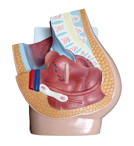 Anatomical Human Female Pelvic Section Model