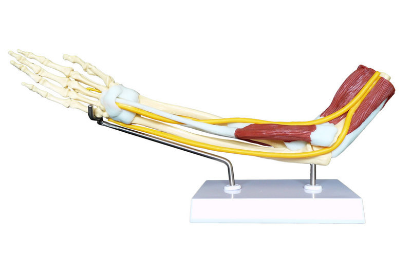 Anatomical Human Advanced Elbow Joint Muscle Arm Model