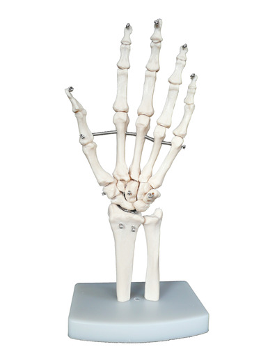 Life-Size Anatomical Human Hand/Wrist Joint Model