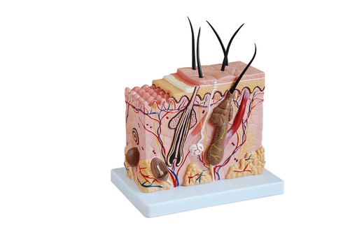 Anatomical Human Skin Block Model