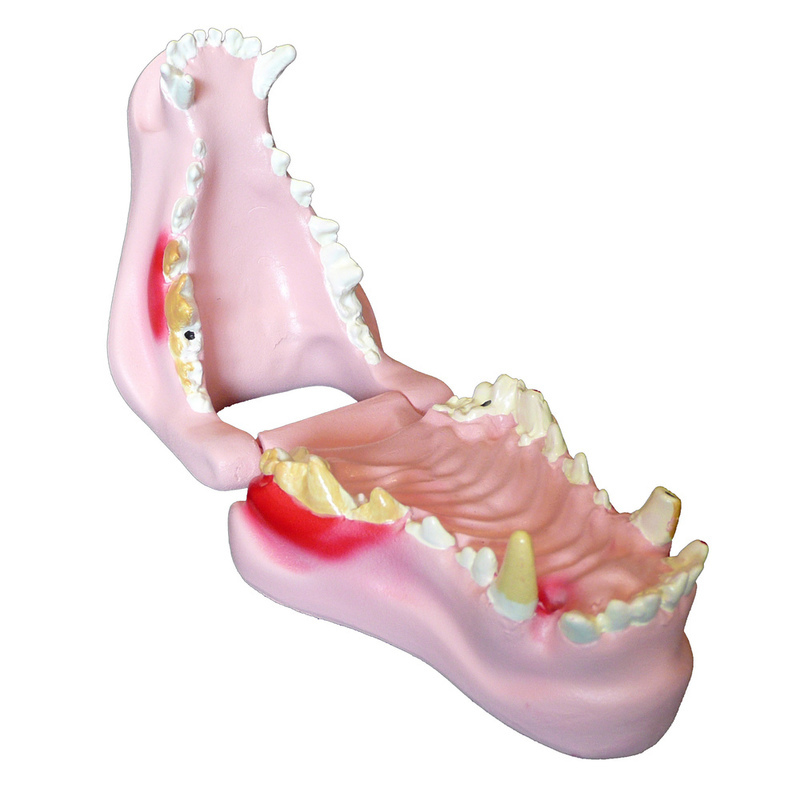 Anatomical Canine/Dog Pathological Jaw Model