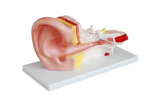 Anatomical Human Middle Ear Model